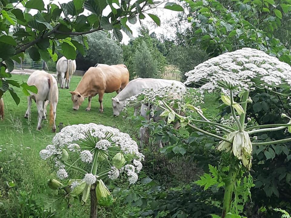 Hotel Berg En Dal Epen Εξωτερικό φωτογραφία